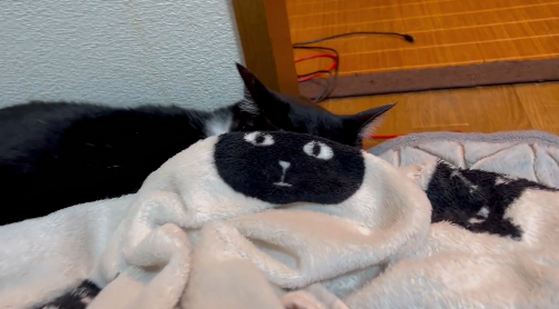 黒猫と猫柄毛布の奇跡の瞬間が話題⇒あまりの一体感に「違和感が無さすぎ」「お茶吹き出しそう」