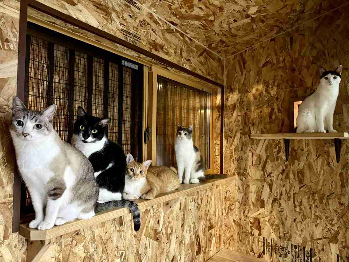 黒猫と猫柄毛布の奇跡の瞬間が話題⇒あまりの一体感に「違和感が無さすぎ」「お茶吹き出しそう」