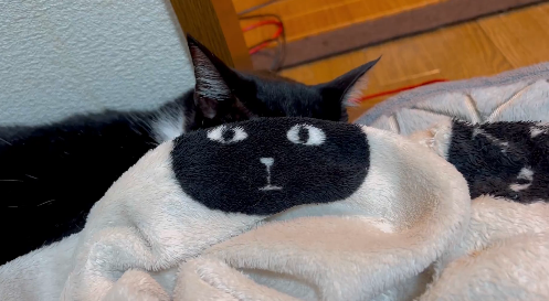 黒猫と猫柄毛布の奇跡の瞬間が話題⇒あまりの一体感に「違和感が無さすぎ」「お茶吹き出しそう」