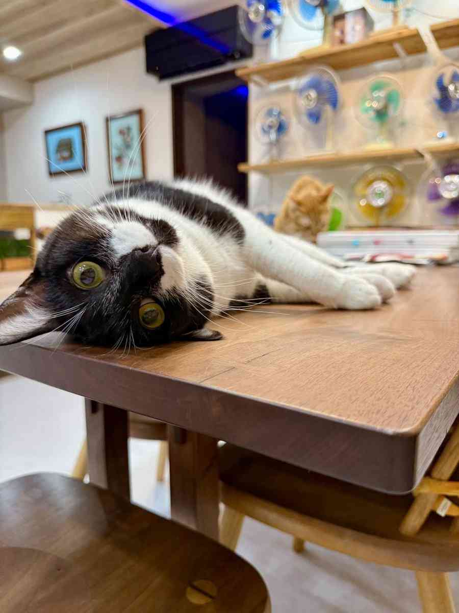 黒猫と猫柄毛布の奇跡の瞬間が話題⇒あまりの一体感に「違和感が無さすぎ」「お茶吹き出しそう」