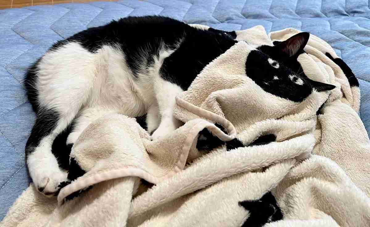 黒猫と猫柄毛布の奇跡の瞬間が話題⇒あまりの一体感に「違和感が無さすぎ」「お茶吹き出しそう」