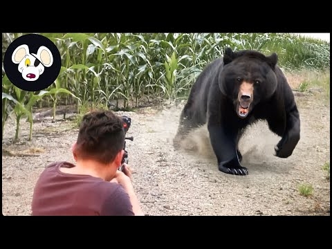 American Farmers Hunted Millions Of Giant Bears This Way ! | Invasive Species #bear #hunt #hunting