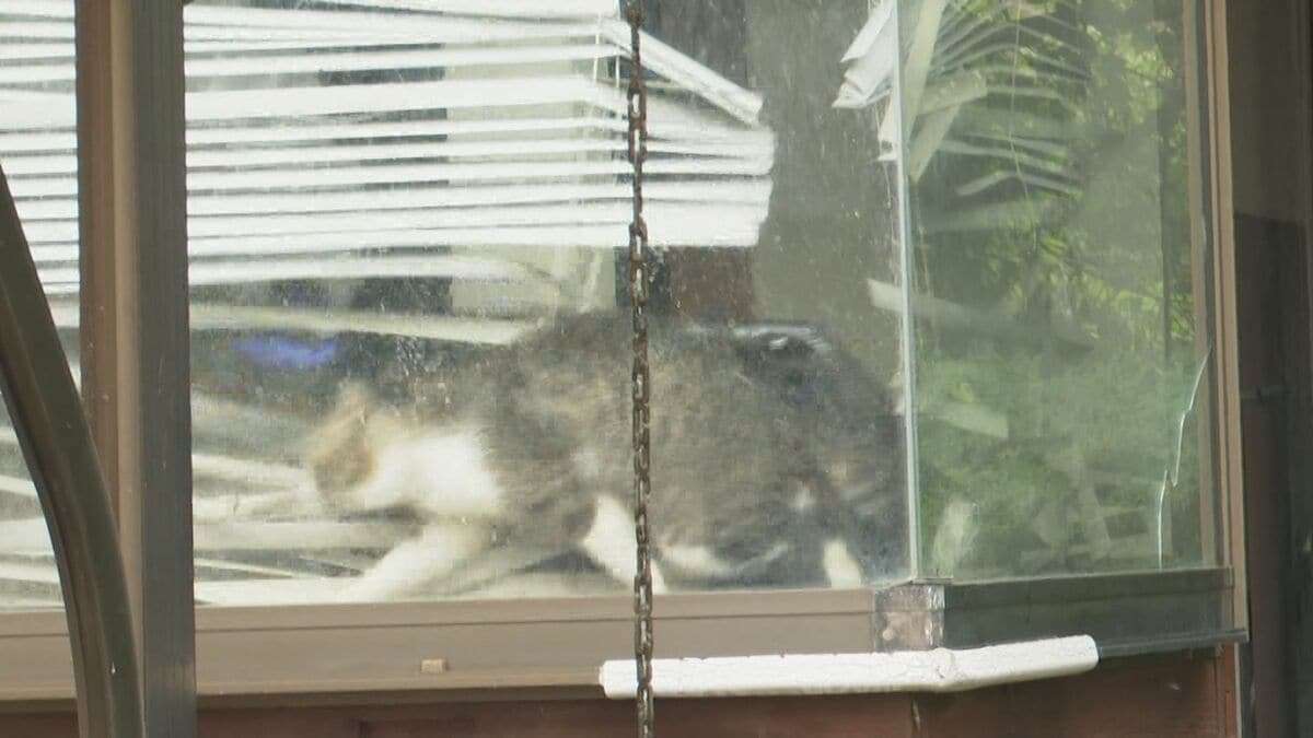 ネコを預けた住宅で…約150匹が死骸で発見　保護団体所属の女性を熊本市が刑事告発