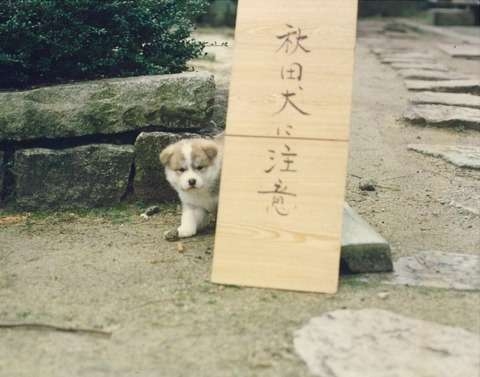 ちょっと笑えそうな動物の画像が見たい