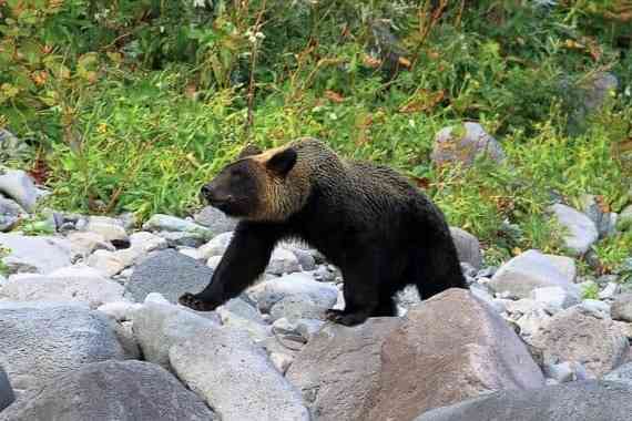 ヒグマが襲ってきた→ハンターが発砲、駆除したら「無許可だから違法」に? 身を守るにも処罰覚悟なのか