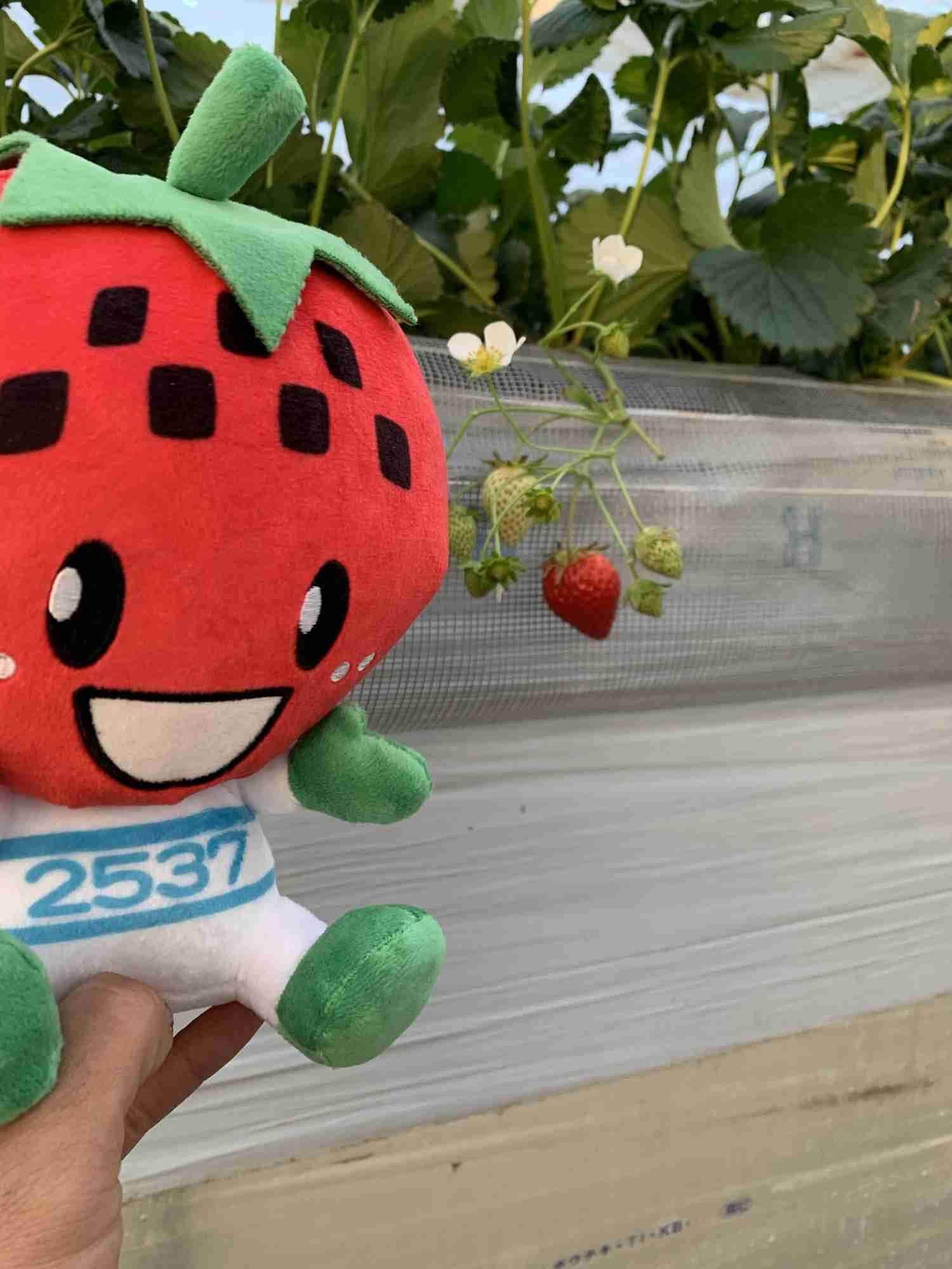 韓国産イチゴの真実：BBC取材で明かされた日本との関係　～時事～ | 丹羽 (にわ) いちご園