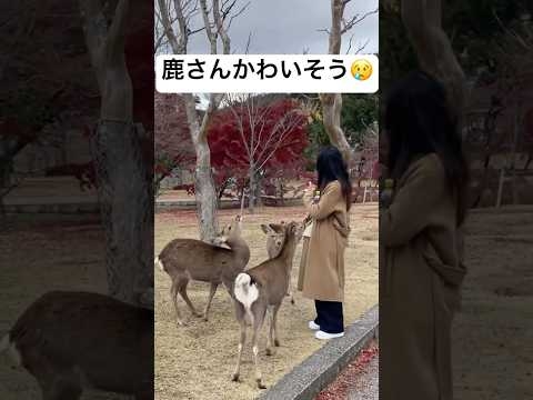 奈良公園の鹿を叩く中国人をへずまりゅうが成敗！！　#shortvideo #shorts #奈良 #奈良公園 #鹿 #おすすめ