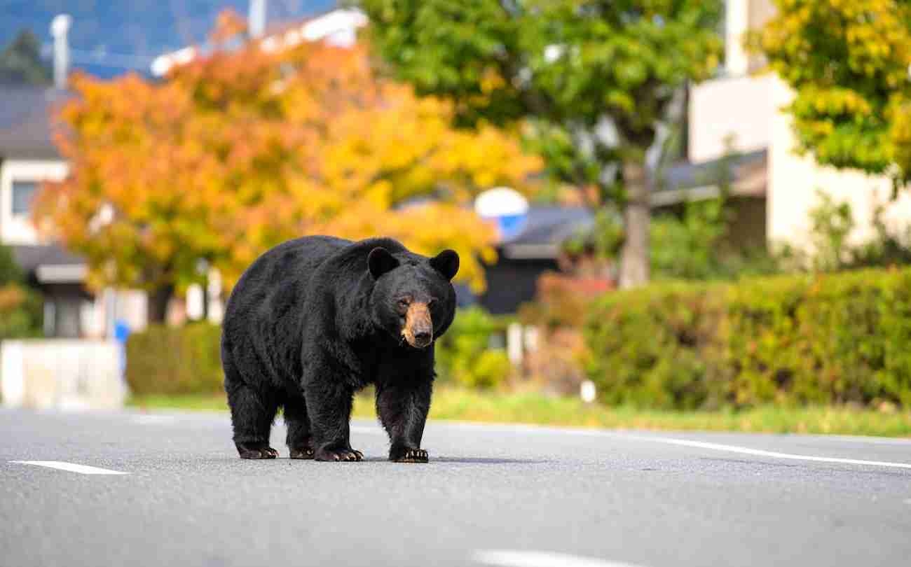 全国で“クマ被害”が急増…【死んだ振りやスプレーはほとんど無意味】専門家が警告する「遭遇時の正しい対処法」と「持っておくべき“2つの武器”」
