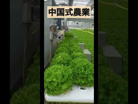 日本を取り戻す！　#中国式農業　#機械化
