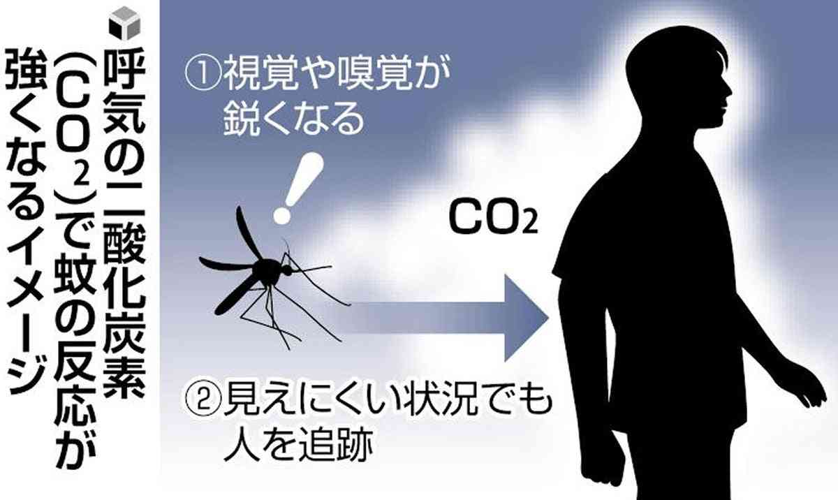 人の吐息、蚊の視覚や嗅覚強める…CO2感知し「暗闇でも人を追いかけやすくなる」 | ガールズちゃんねる - Girls Channel