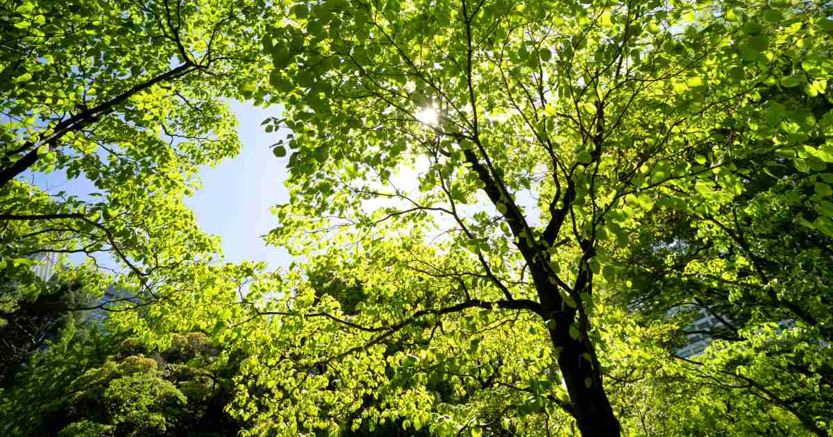 日比谷公園が再開発で激変する…都民の多くが知らない、その「裏事情」と小池都知事の「皮肉」（藤井 セイラ） | 現代ビジネス | 講談社