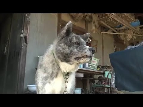 住宅の秋田犬がクマに襲われ背中や口に負傷　飼い主が工具で撃退　住宅地に相次ぐ出没〈宮城〉 (25/10/20 18:06)