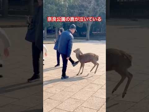 奈良公園の鹿が泣いている #shorts