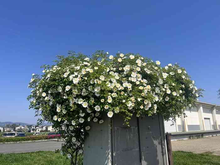 【署名サイトVoice】子どもを性搾取するな！！マンガ、アニメ、生成AIによる児童ポルノの禁止を求めますDon't Sexually Exploit Children! We demand a ban on CSAM （child pornography ）through cartoons, animation, and generated AI!  - オンライン署名＆クラウドファンディング | Voice -日本の署名活動を変えるサイト