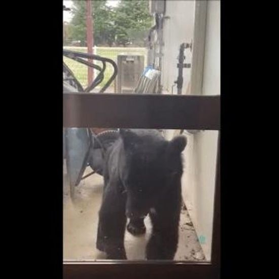 花巻市の保育園にクマ侵入　ドア越しに中をのぞき込む【岩手】