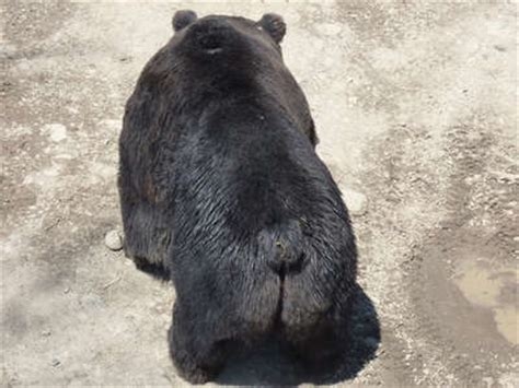 野生のクマ・サル・イノシシに遭遇した人