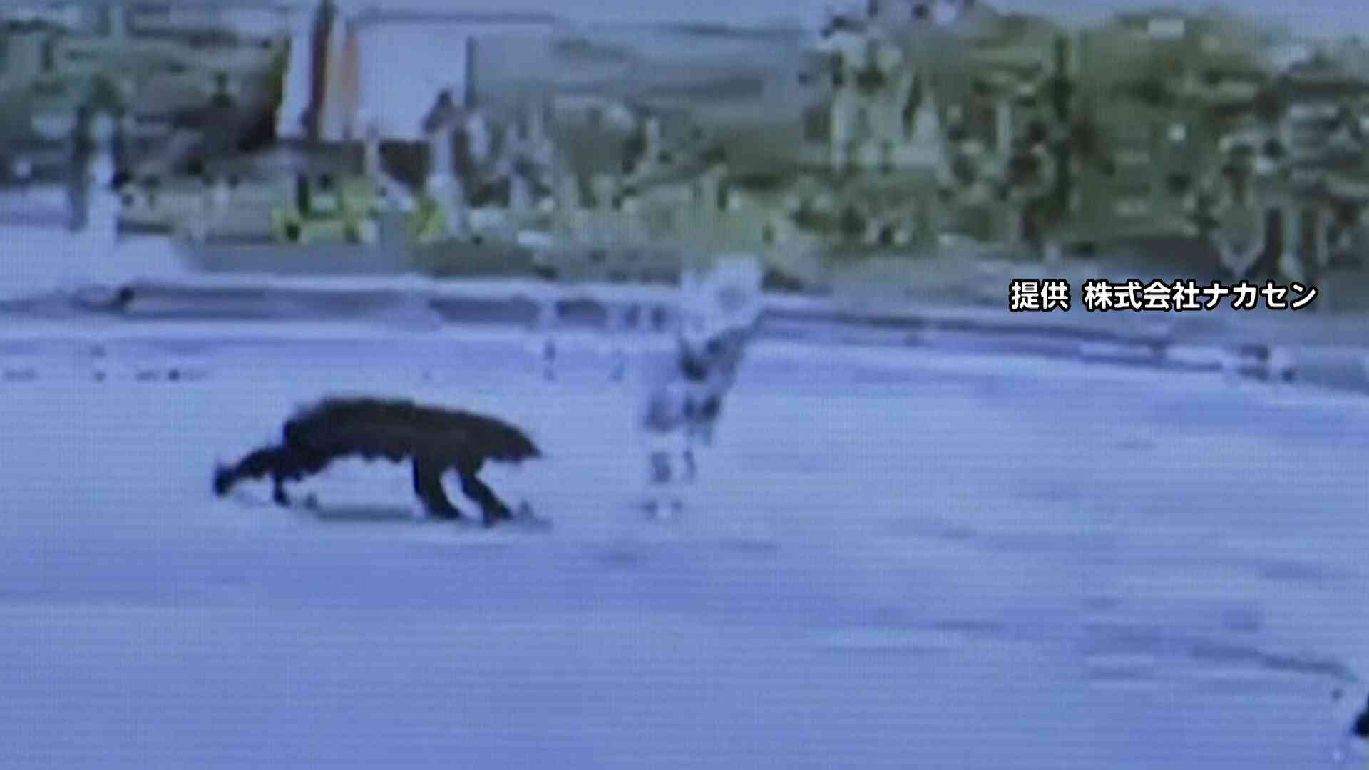 熊が散歩中の80代女性を襲う瞬間が防犯カメラに…女性は顔を引っかかれるが会話できる状態　熊は線路方向に去り警戒続ける　秋田・大仙市