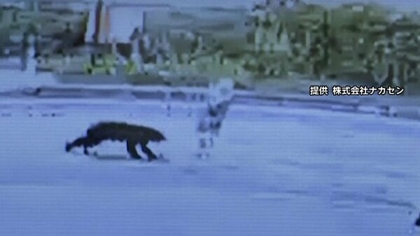 熊が散歩中の80代女性を襲う瞬間が防犯カメラに…女性は顔を引っかかれるが会話できる状態　熊は線路方向に去り警戒続ける　秋田・大仙市｜FNNプライムオンライン