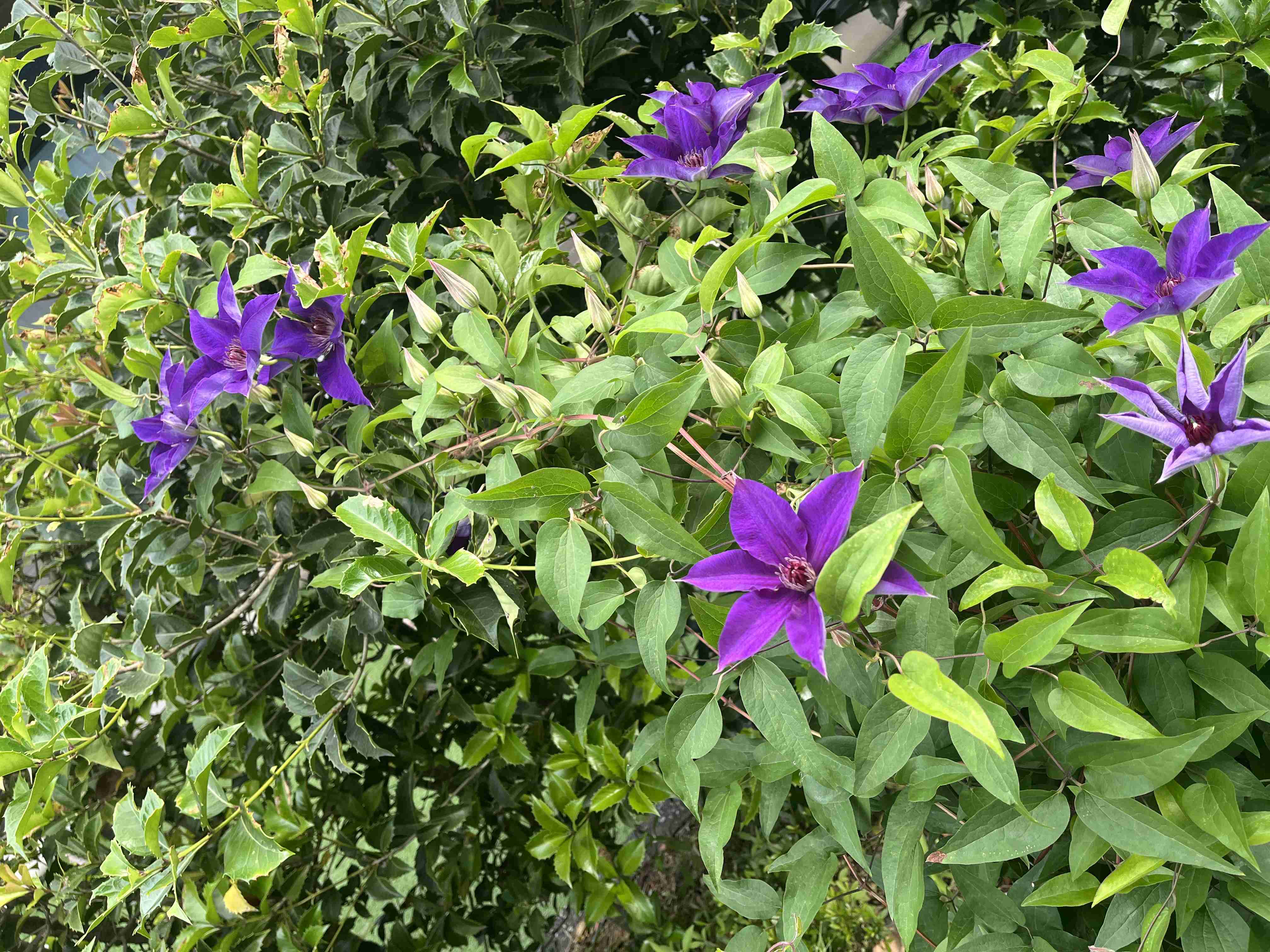 【ガーデニング】ガルちゃん園芸部【花・植物】part.47