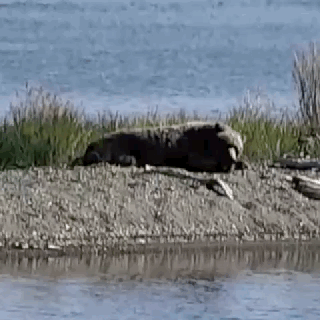 野生のクマ・サル・イノシシに遭遇した人