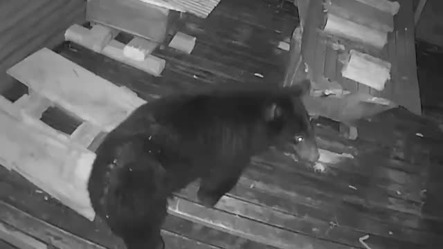 飛騨市の山中で獣害用わなにクマ　3発撃たれるも猟友会の80代男性を襲う　冬眠前に栗や柿を探し回る時期- 名古屋テレビ【メ～テレ】