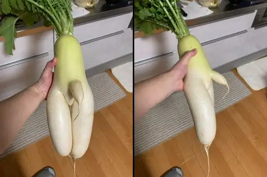 【ネタ注意】全くエロくないのにそういう風に見える画像を貼るトピ Part7