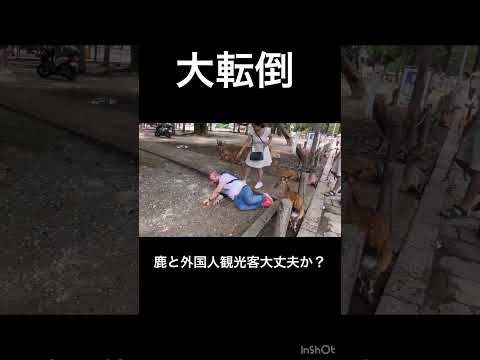 大転倒、鹿と外国人観光客大丈夫か？?奈良公園▶️クリックするとロングバージョンに移行します