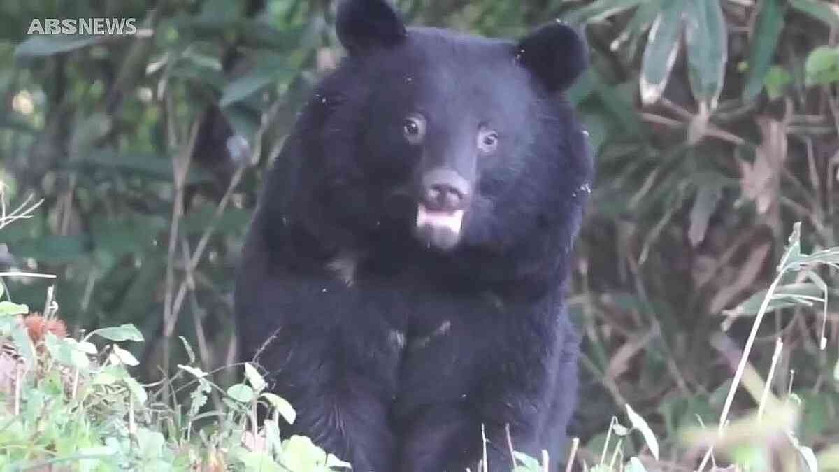 【特集】秋田にクマは何頭いるのか　クマ大量出没の背景と求められる対策を深堀り - ライブドアニュース