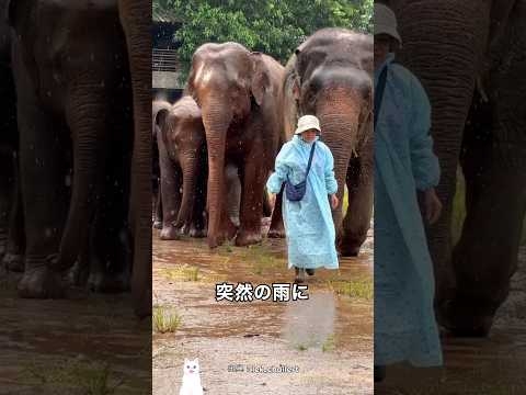 女性を赤ちゃんだと考えるゾウの行動