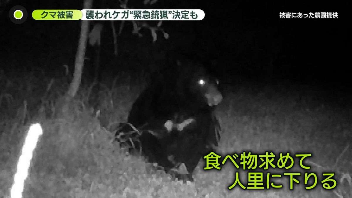 クマ出没“これからピーク”か 各地で被害相次ぐ 東京都内で目撃情報など180件(2025年9月24日掲載)|日テレNEWS NNN