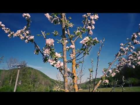 宇多田ヒカル　桜流し