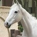 White　horse on X