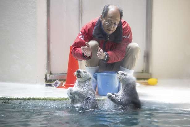 ラッコの24時間ライブ配信“カスハラ”対応で飼育員にモザイク処理 三重の鳥羽水族館 不適切な言動や問い合わせから従業員守るため