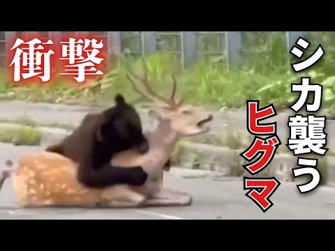 【ヒグマ速報】巨大なエゾシカを背後から襲う怪力グマ_車が行きかう国道で衝撃シーン…夜ごとスイカやメロンを食い荒らす忍者グマの姿を暗視カメラがキャッチ_個体数が増えすぎて出没止まらない北海道