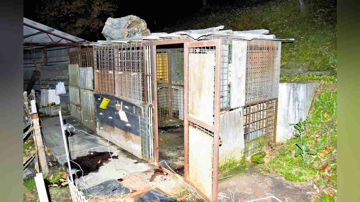 保護から２０年、「ペッペ」と名付け育ててきたクマに襲われ…７５歳の男性死亡 : 読売新聞