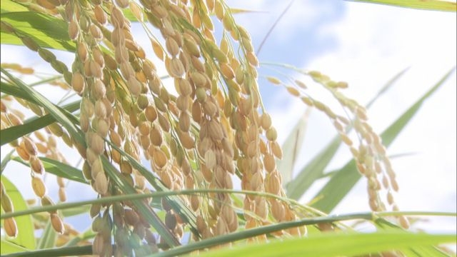 高市政権のコメ「減産」方針に県JAグループが期待感示す 「供給過剰によるコメ価格の暴落を回避できる」備蓄米放出は「あまり効果なかった 」(FBC 福井放送) - Yahoo!ニュース