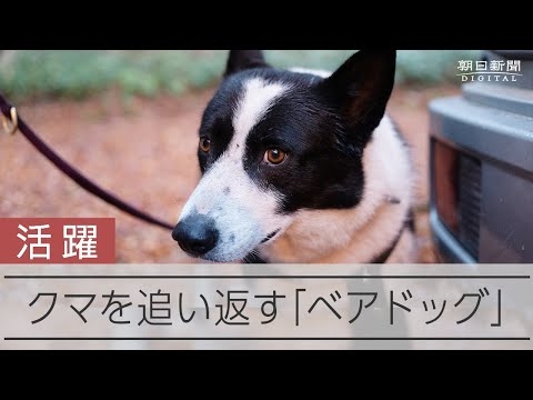 クマを山に追い返す犬　深夜の山中での活動に密着