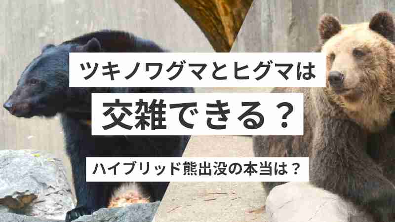ツキノワグマとヒグマは交雑できる？ハイブリッド熊出没の真実【解説】 - PUIZU