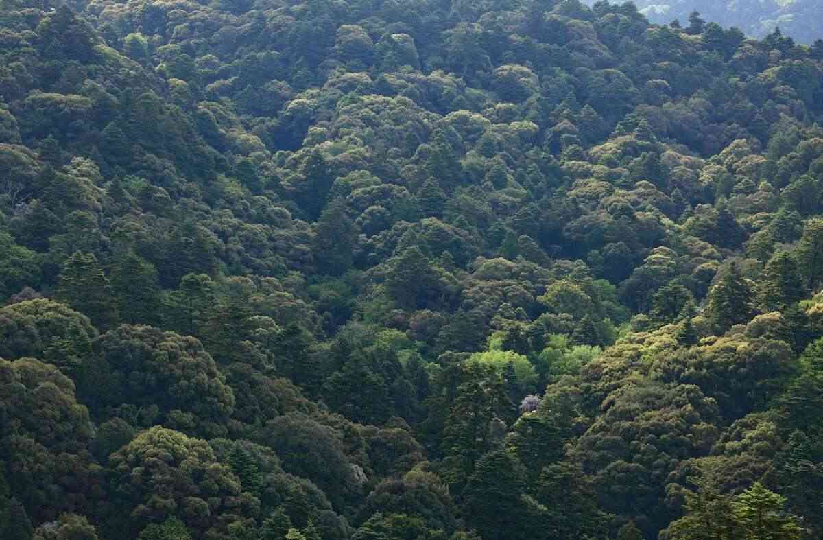 外国に買われる森林、昨年は東京ドーム81個分も　05年以前は実態不明　外資規制はなし（産経新聞） - Yahoo!ニュース