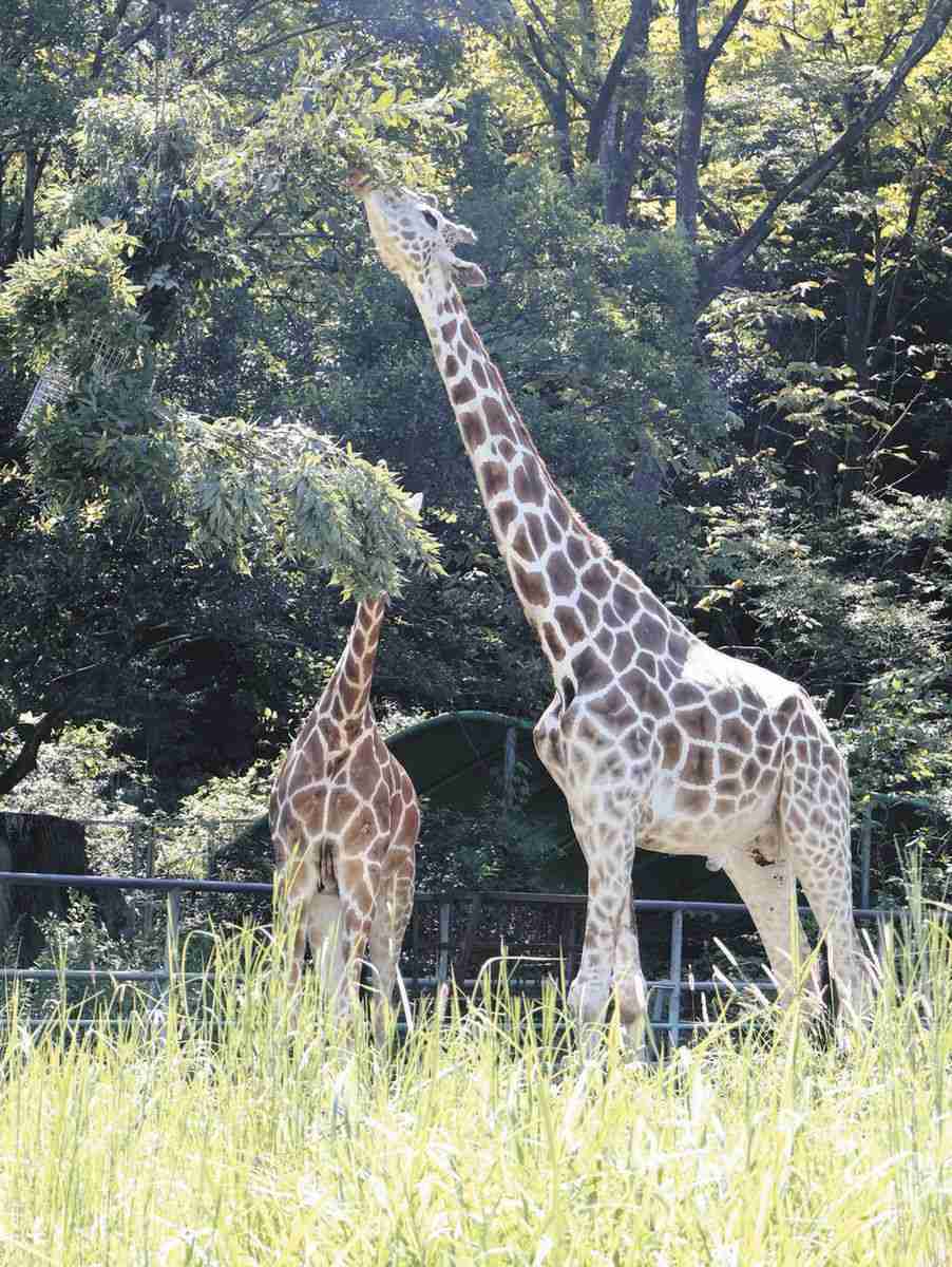 19歳キリンの長寿を祝う　名古屋・東山動植物園：中日新聞Web