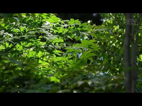 ジムノペディ エリック・サティ