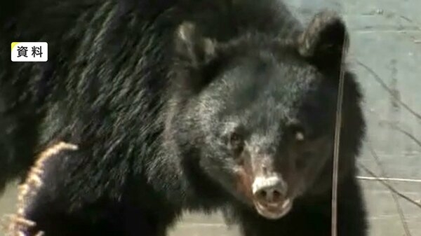 飼い犬が姿を消す　クマに襲われたか　リードや首輪残され山中にクマの足跡　岩手県住田町｜FNNプライムオンライン