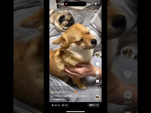 豆柴+トイプードル=ぺっぺこぺー❤️