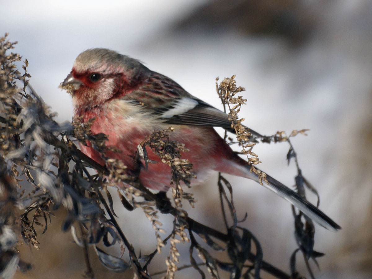ファイル:Uragus sibiricus.jpg - Wikipedia