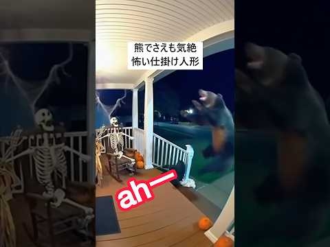 閲覧注意⚠️熊が絶叫気絶！仕掛け人形が怖すぎる#shorts #bear #scream#熊#絶叫