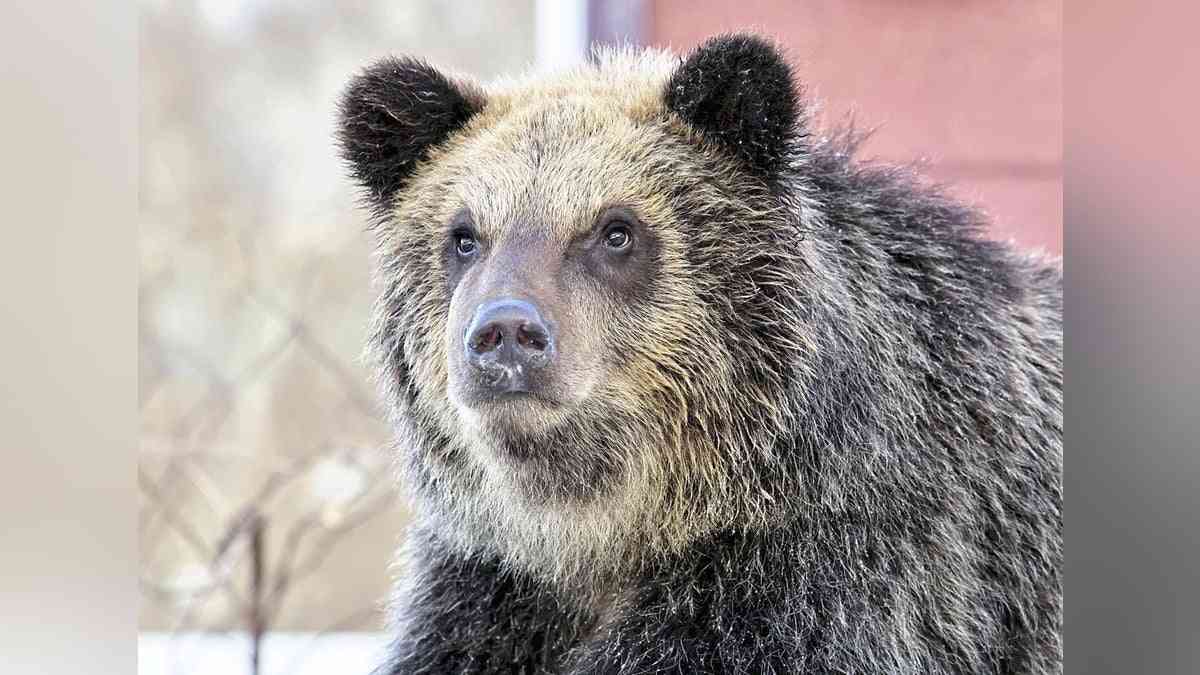 小樽商科大キャンパスにヒグマか、女子学生がテニスコートで糞を発見…学生らに注意呼びかけ : 読売新聞