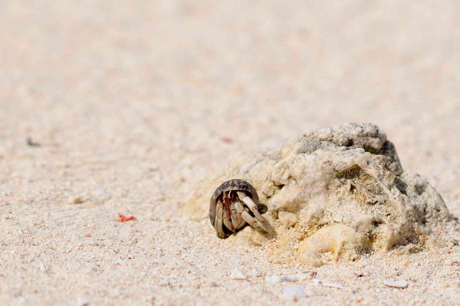 沖縄で「天然記念物のヤドカリ」が大量に密漁される理由。昨年6月には682匹を捕獲した中国籍の夫婦が逮捕  |  日刊SPA!