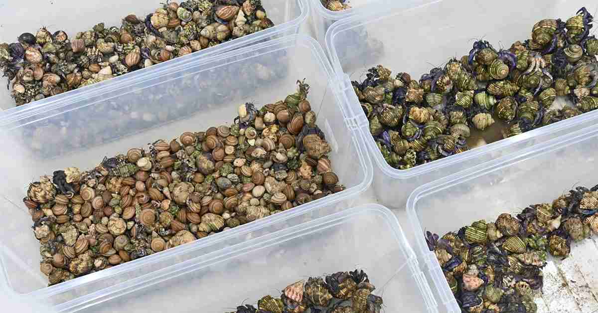 【動画あり】オカヤドカリ密猟か、男逮捕 容疑で宜野湾署、2500匹超押収 沖縄