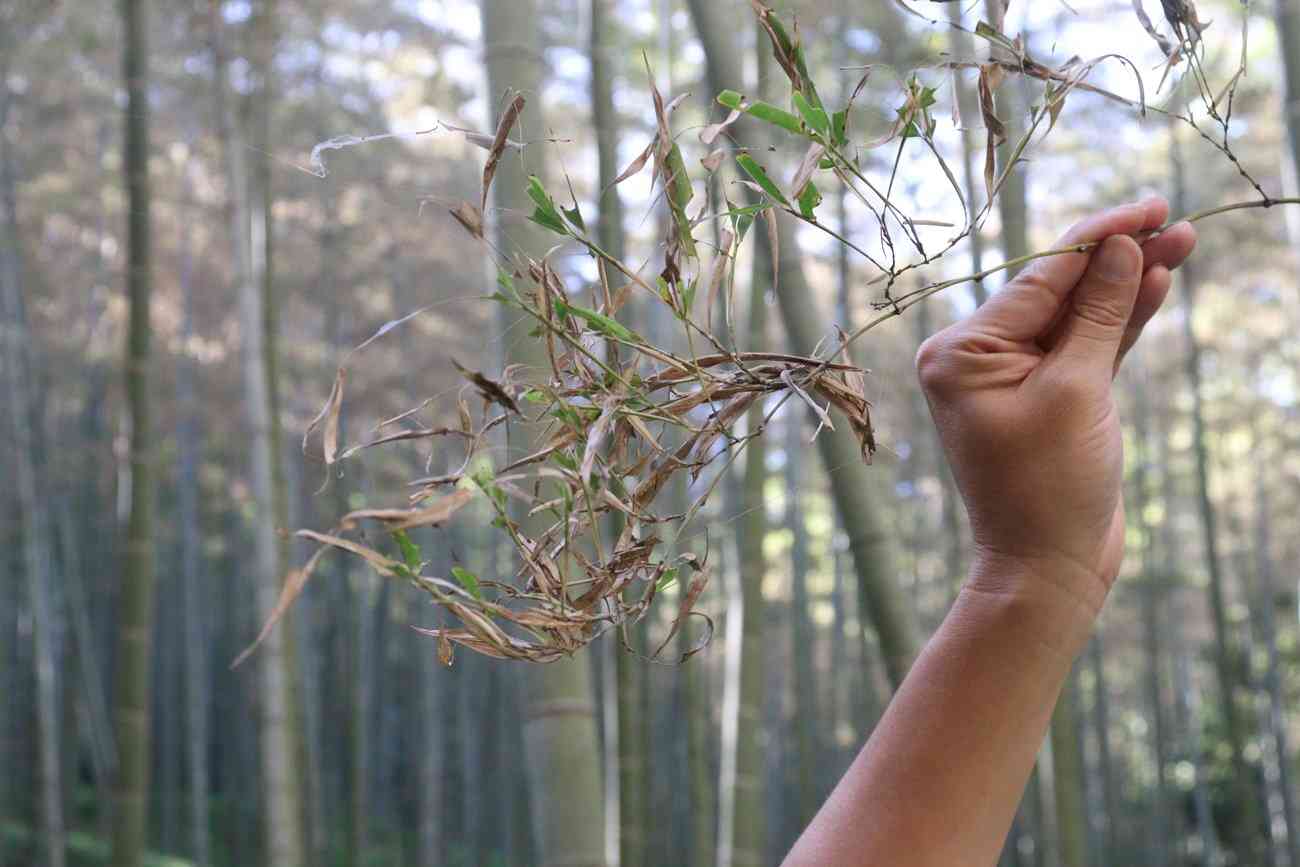京都で広がる中国原産のガの被害、特産タケノコがピンチ　竹林が「まるで冬のような景色」に　（京都新聞） - Yahoo!ニュース