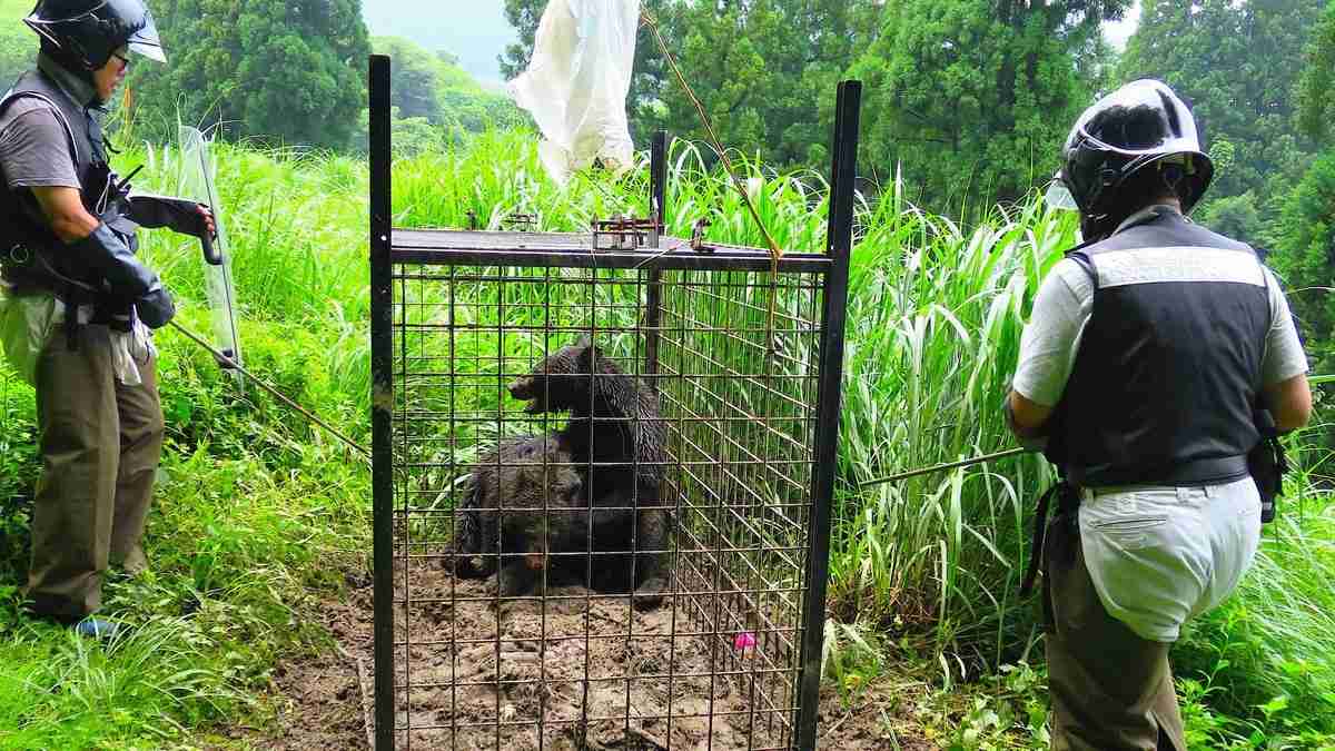 過去5年で最多、「クマ出没」が増えた意外な真相 「エサが凶作」だけが原因でない | 災害・事件・裁判 | 東洋経済オンライン